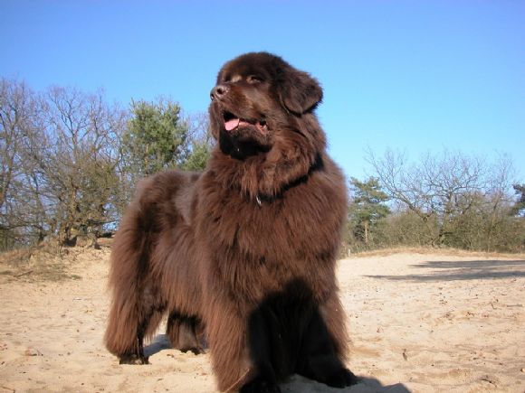 T Fiquenza from Newfy's Fortune (08-11-2006)
